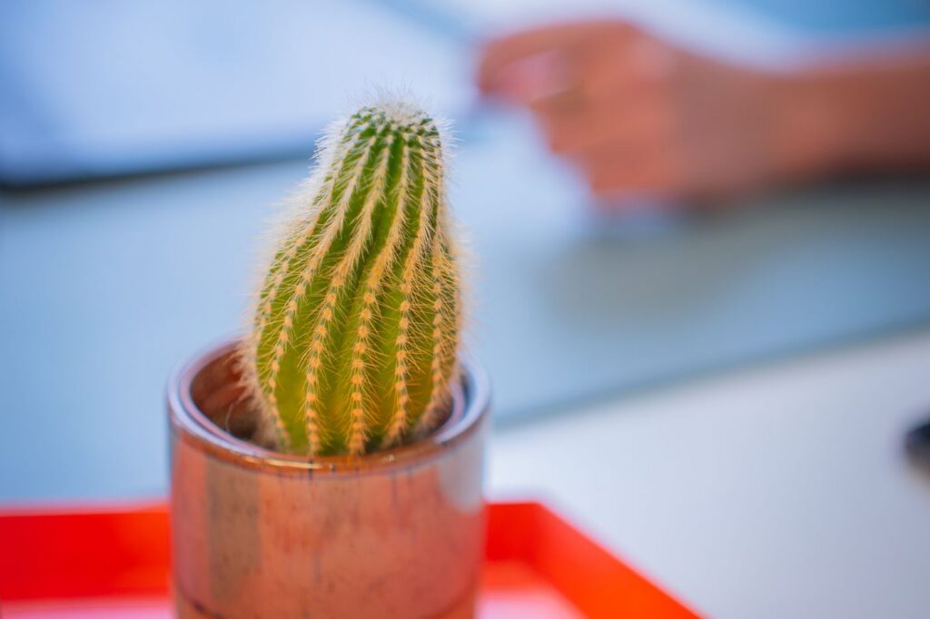A potted cactus on a desk at the Trapèze agency